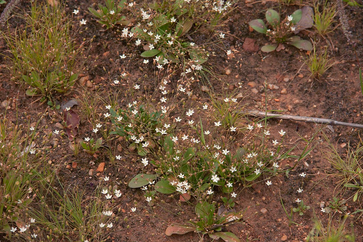 Paramollugo nudicaulis Paramollugo nudicaulis