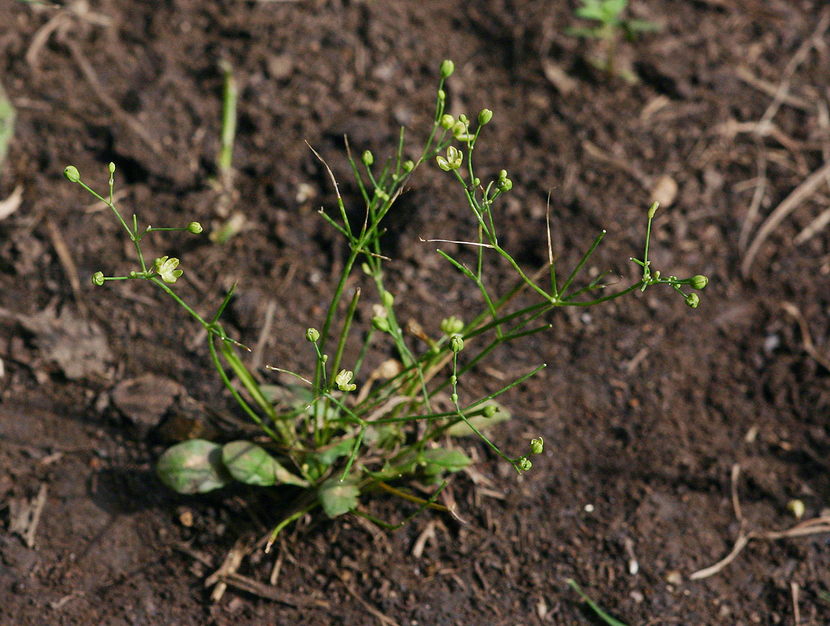Paramollugo nudicaulis Paramollugo nudicaulis