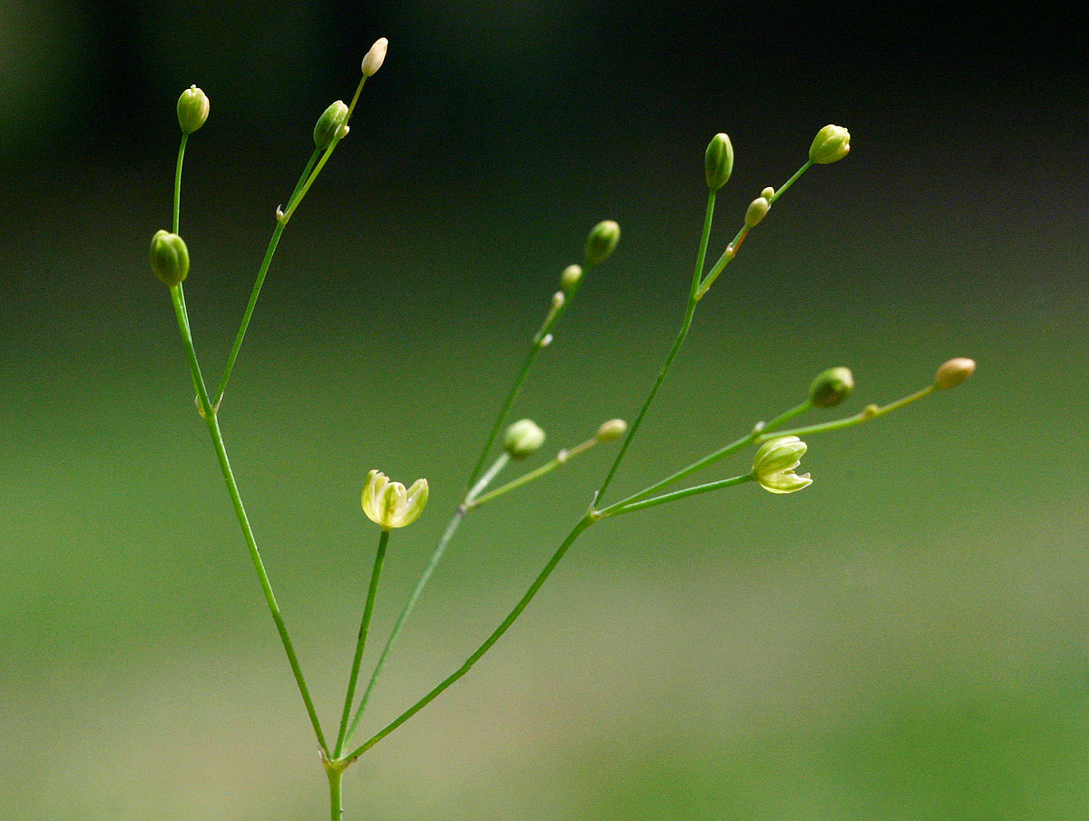 Paramollugo nudicaulis Paramollugo nudicaulis