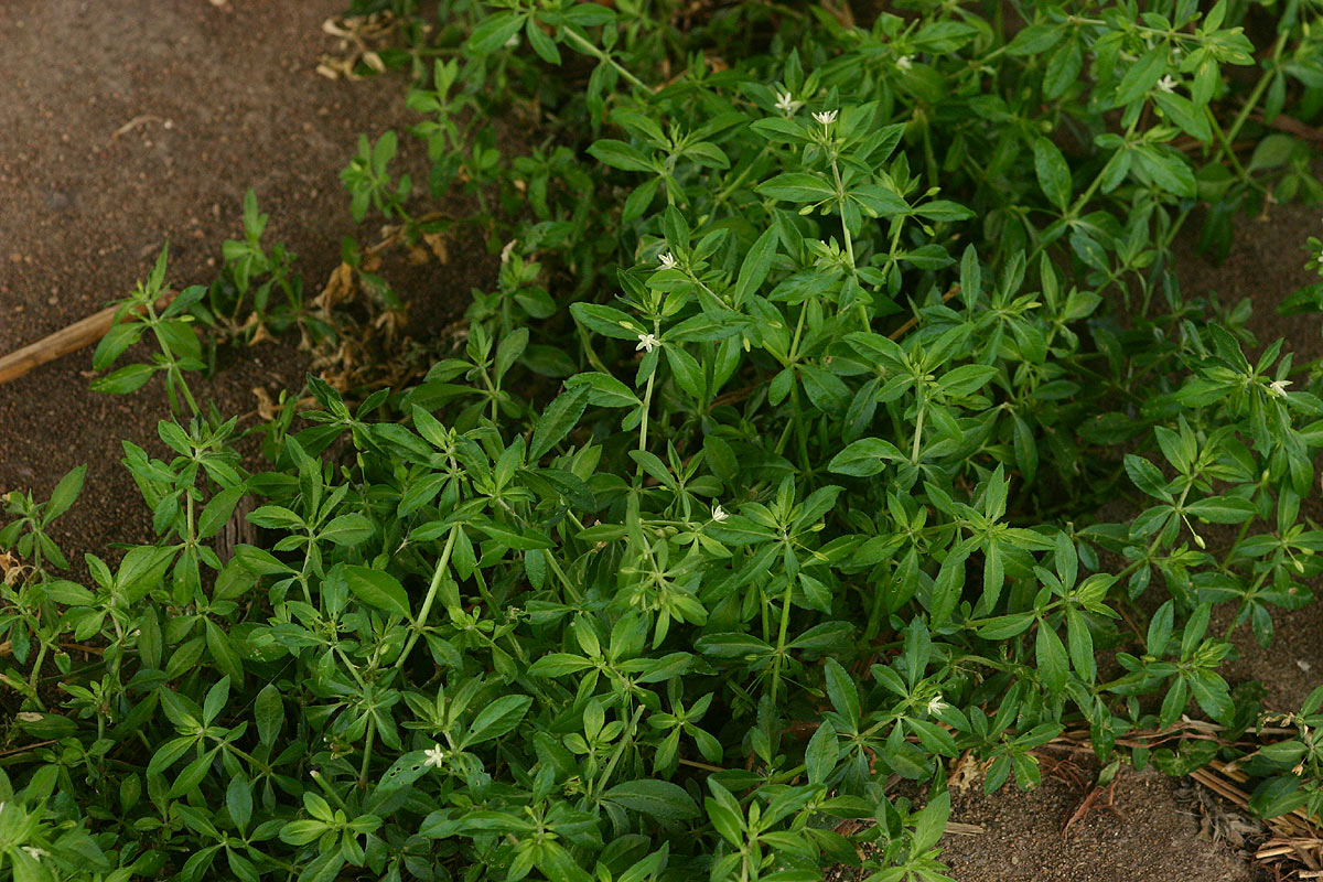 Glinus oppositifolius var. oppositifolius