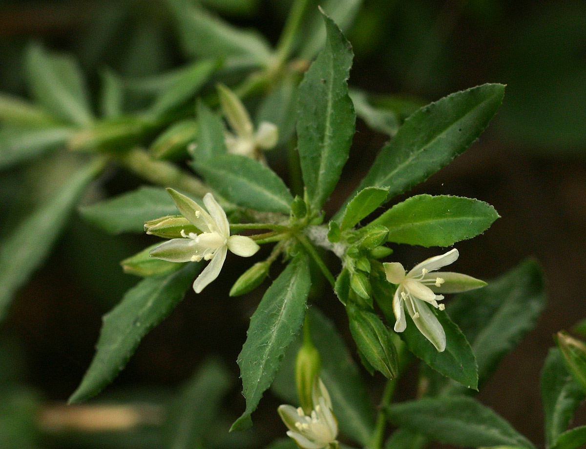 Glinus oppositifolius var. oppositifolius