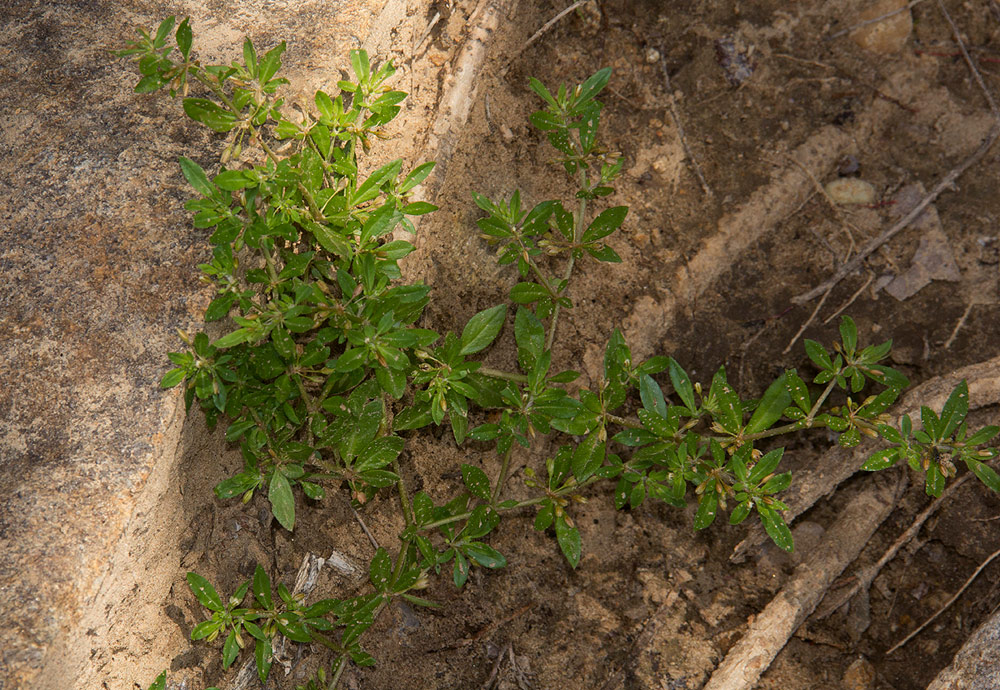 Glinus oppositifolius var. oppositifolius