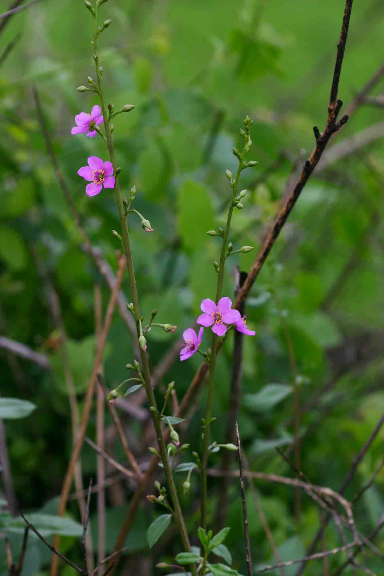 Talinum portulacifolium Talinum portulacifolium