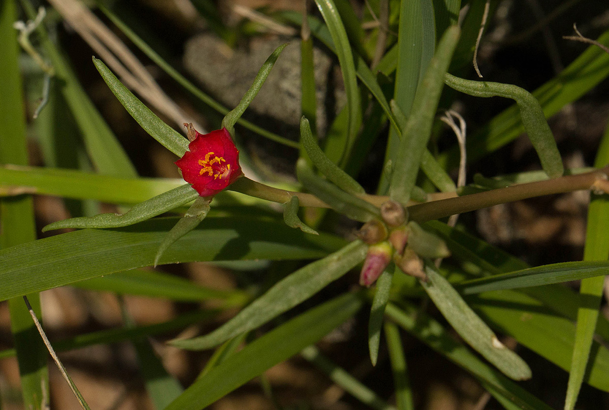 Portulaca kermesina Portulaca kermesina