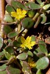 Portulaca oleracea
