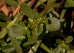 Portulaca oleracea