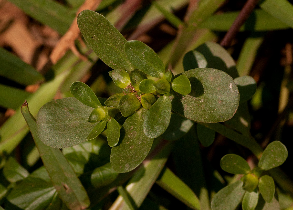 Portulaca oleracea