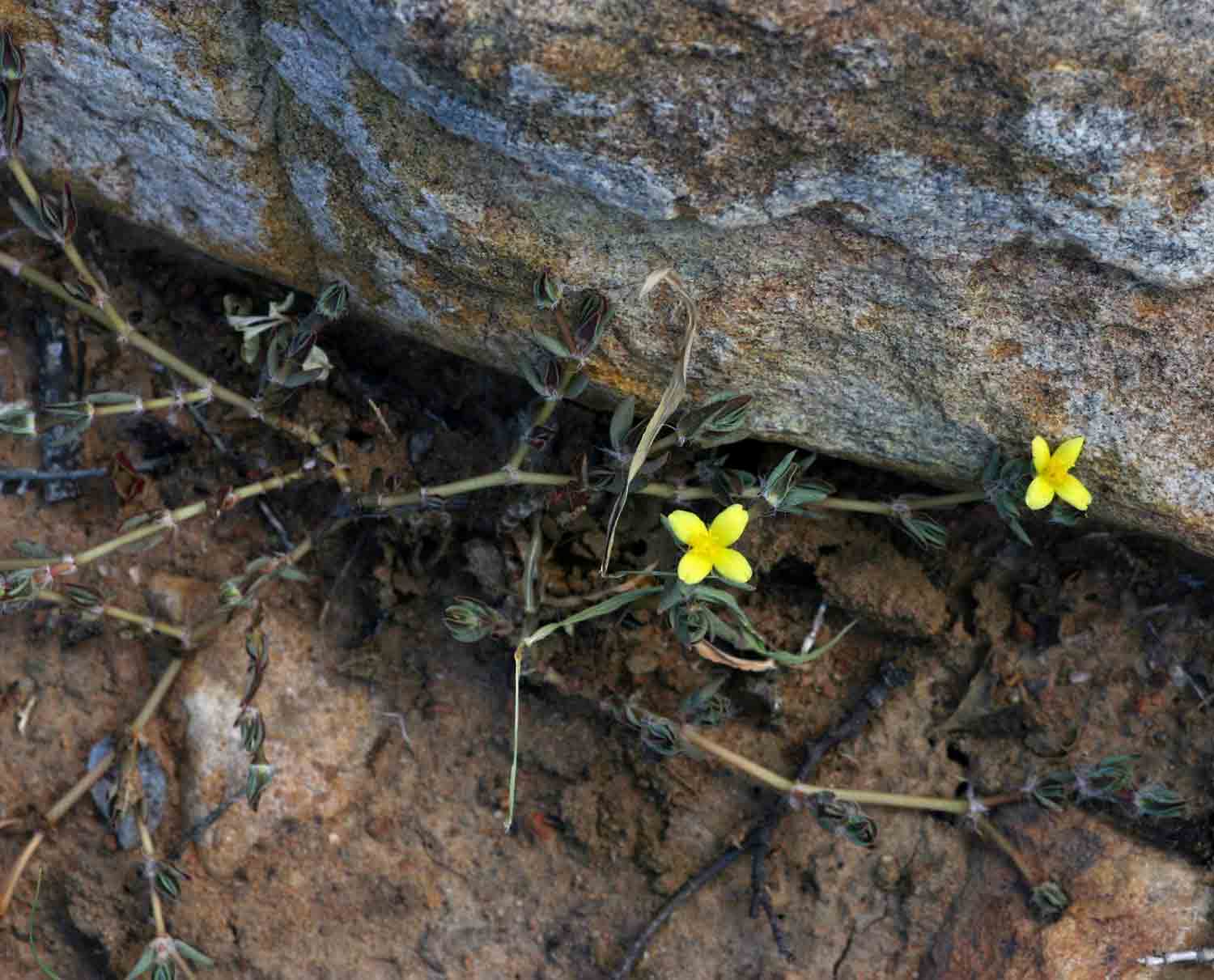 Portulaca quadrifida