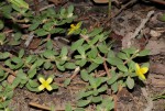 Portulaca quadrifida