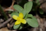 Portulaca quadrifida