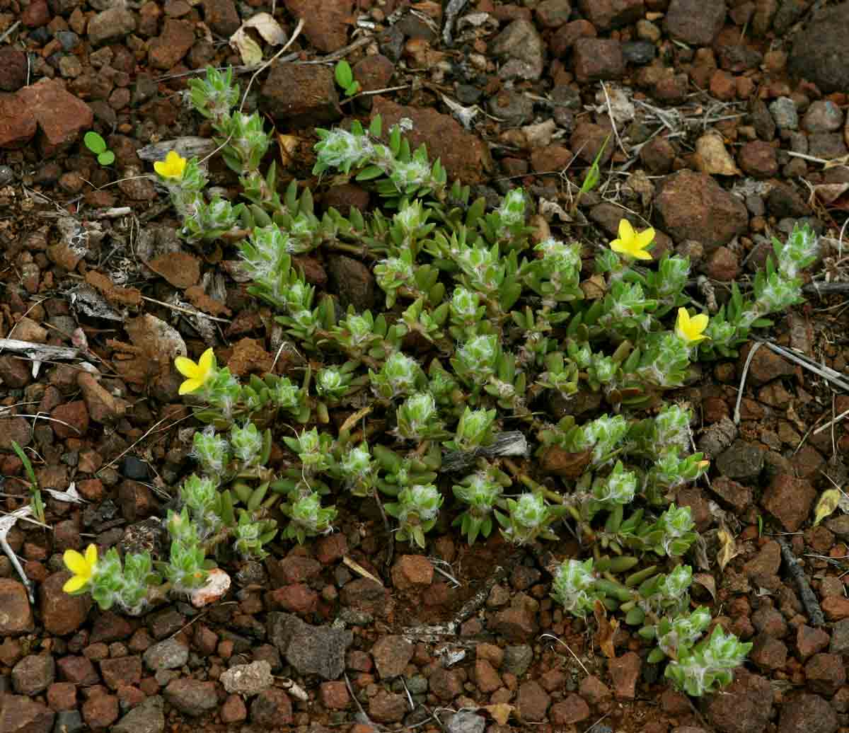 Portulaca quadrifida