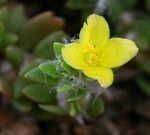 Portulaca quadrifida