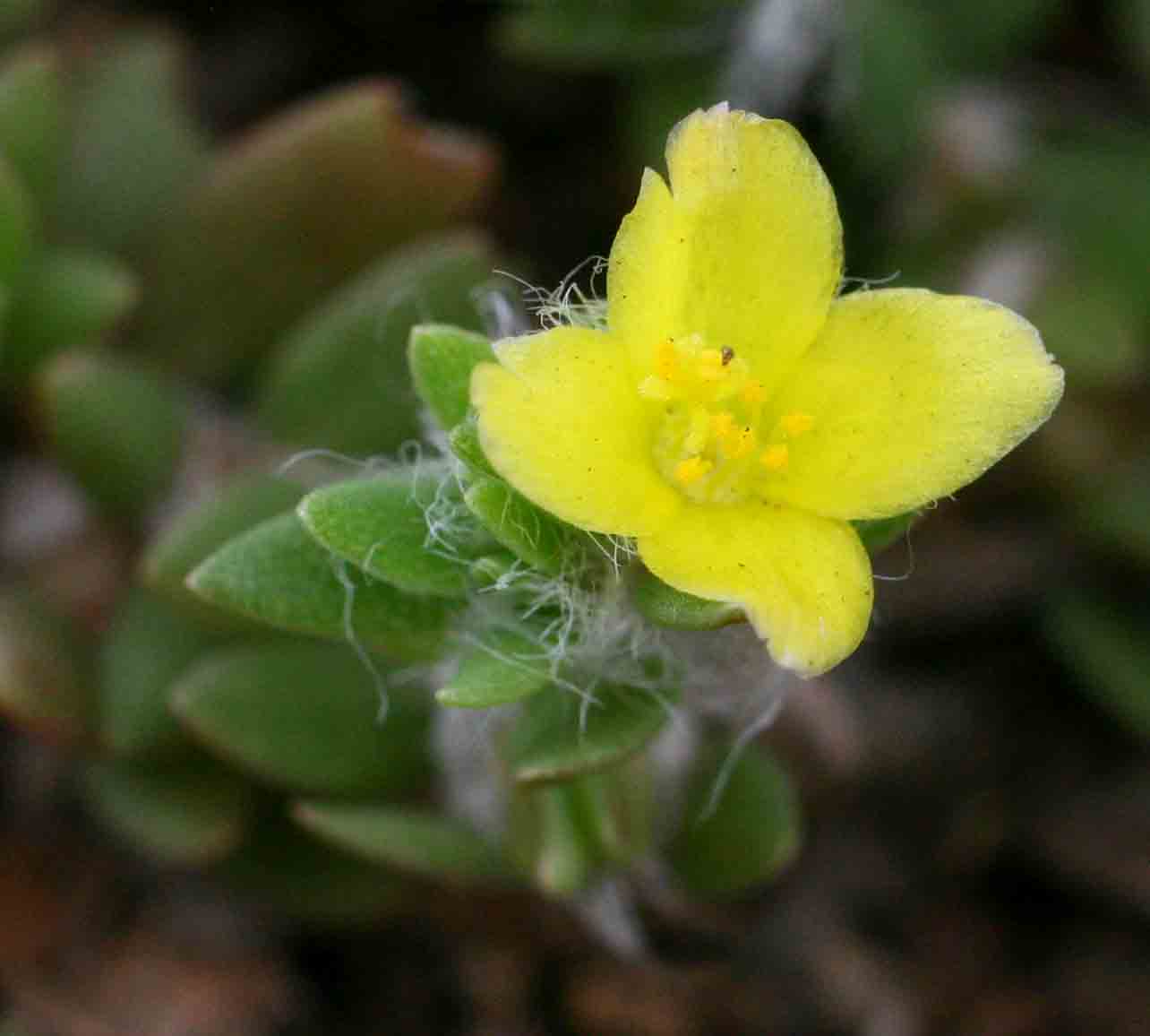 Portulaca quadrifida Portulaca quadrifida