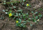 Portulaca quadrifida