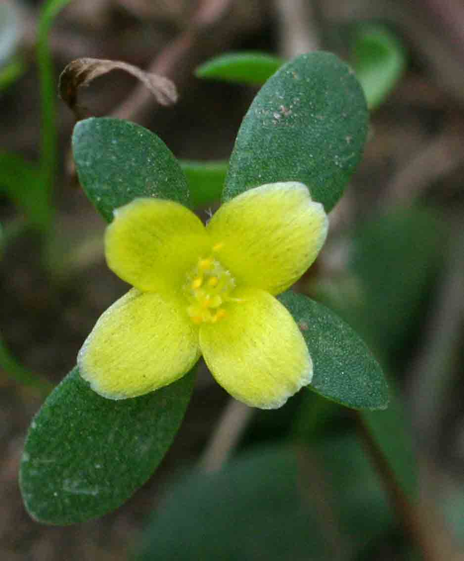 Portulaca quadrifida