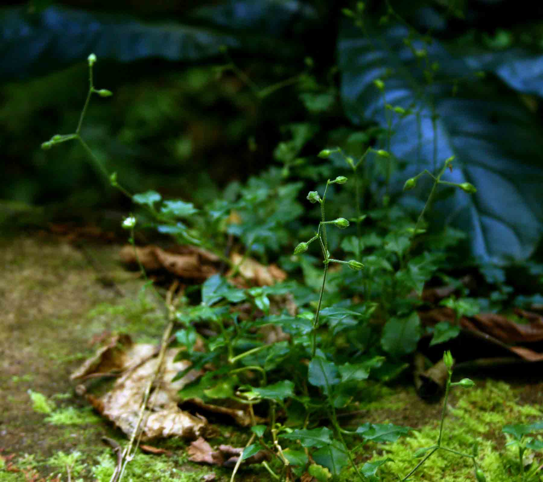 Stellaria mannii Stellaria mannii