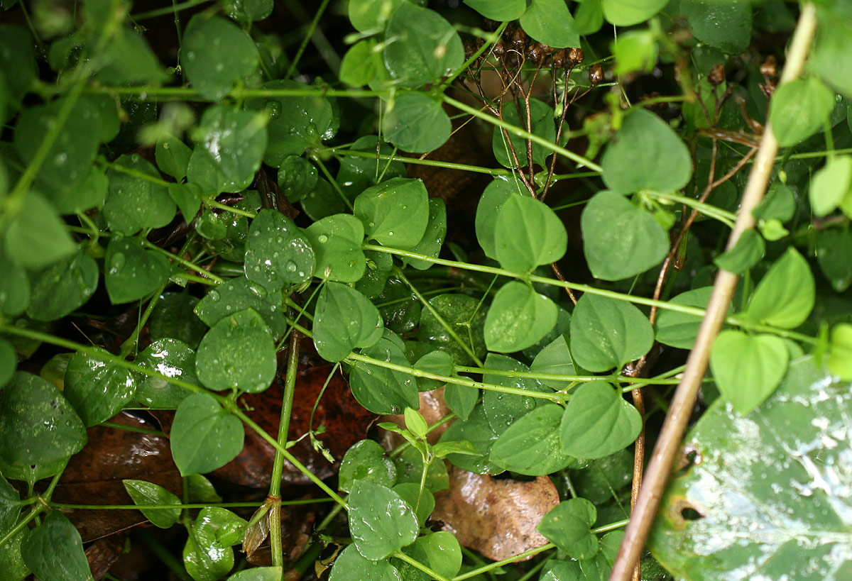 Drymaria cordata Drymaria cordata