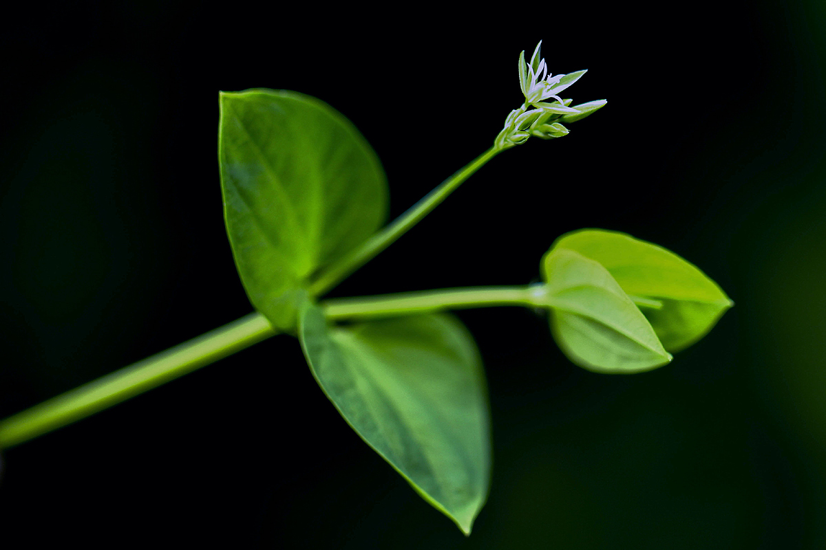 Drymaria cordata Drymaria cordata