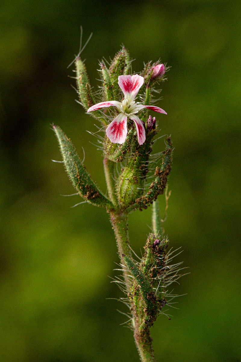 Silene gallica