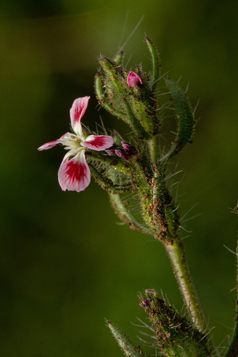 Silene gallica
