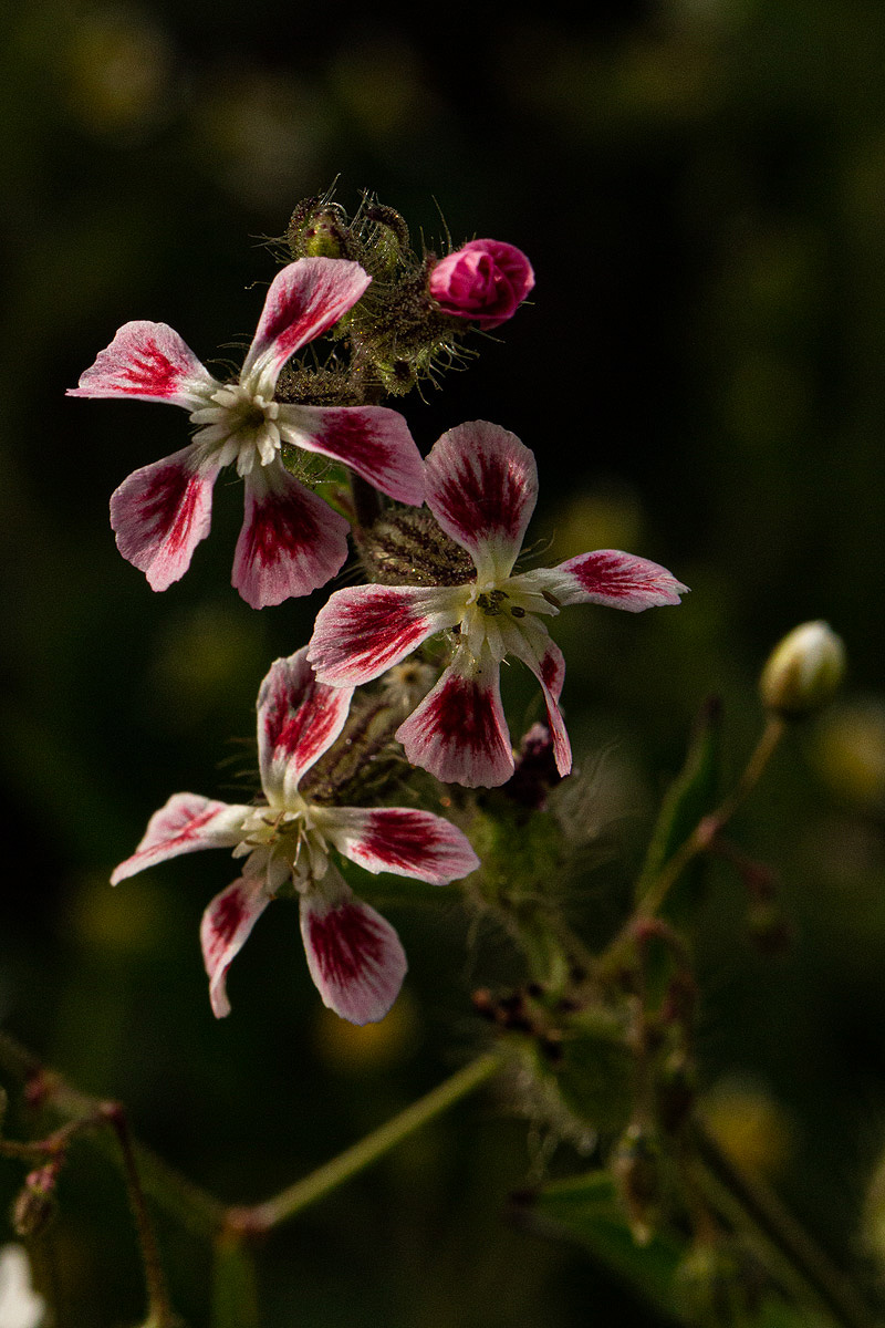 Silene gallica