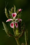 Silene gallica