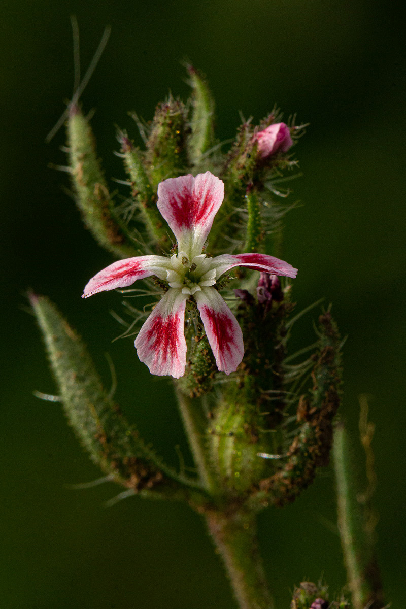 Silene gallica