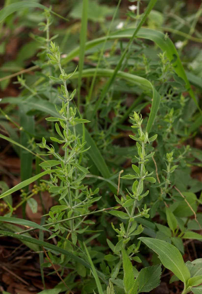 Pollichia campestris Pollichia campestris