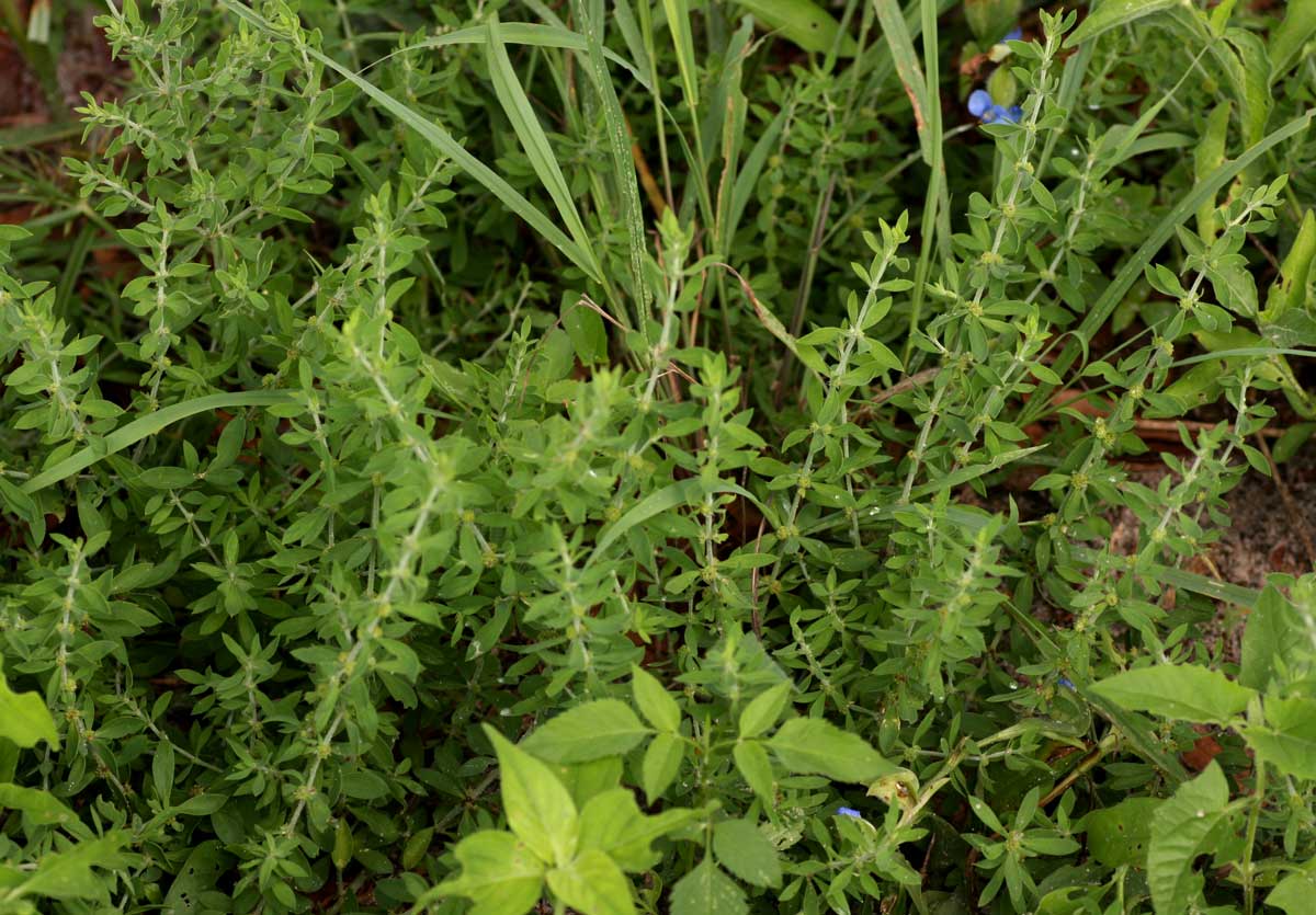 Pollichia campestris Pollichia campestris