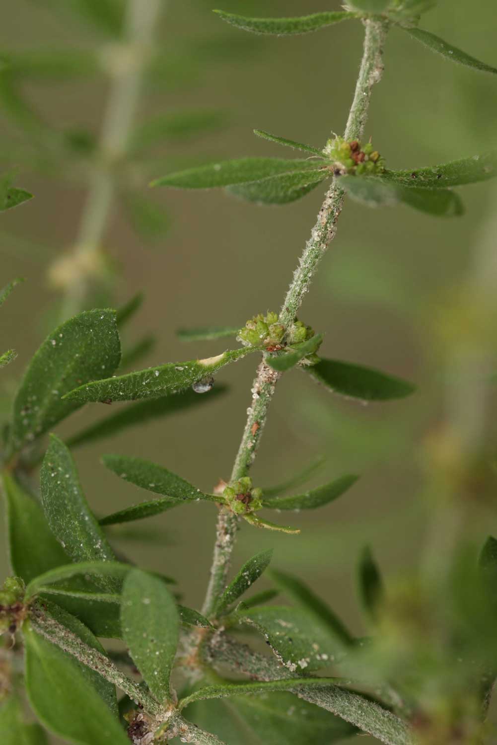 Pollichia campestris Pollichia campestris