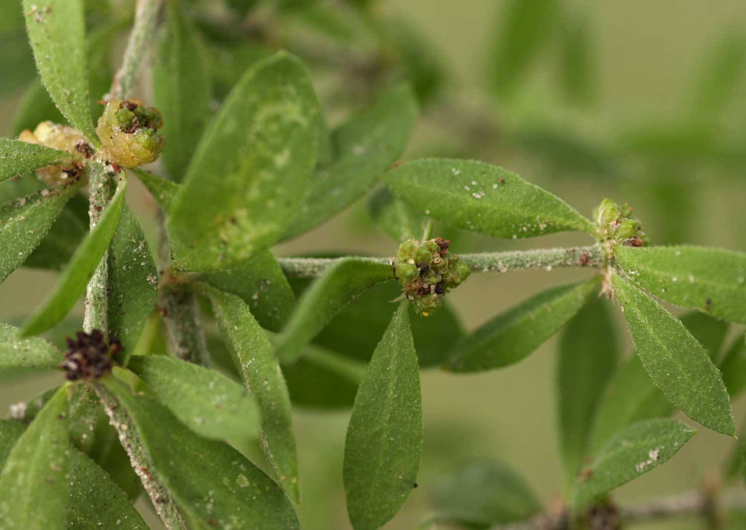 Pollichia campestris Pollichia campestris