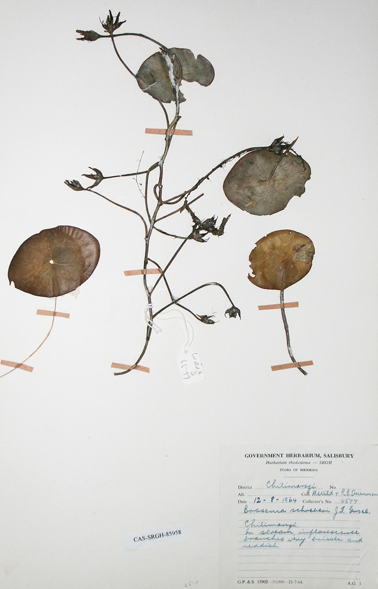 Brasenia schreberi Brasenia schreberi