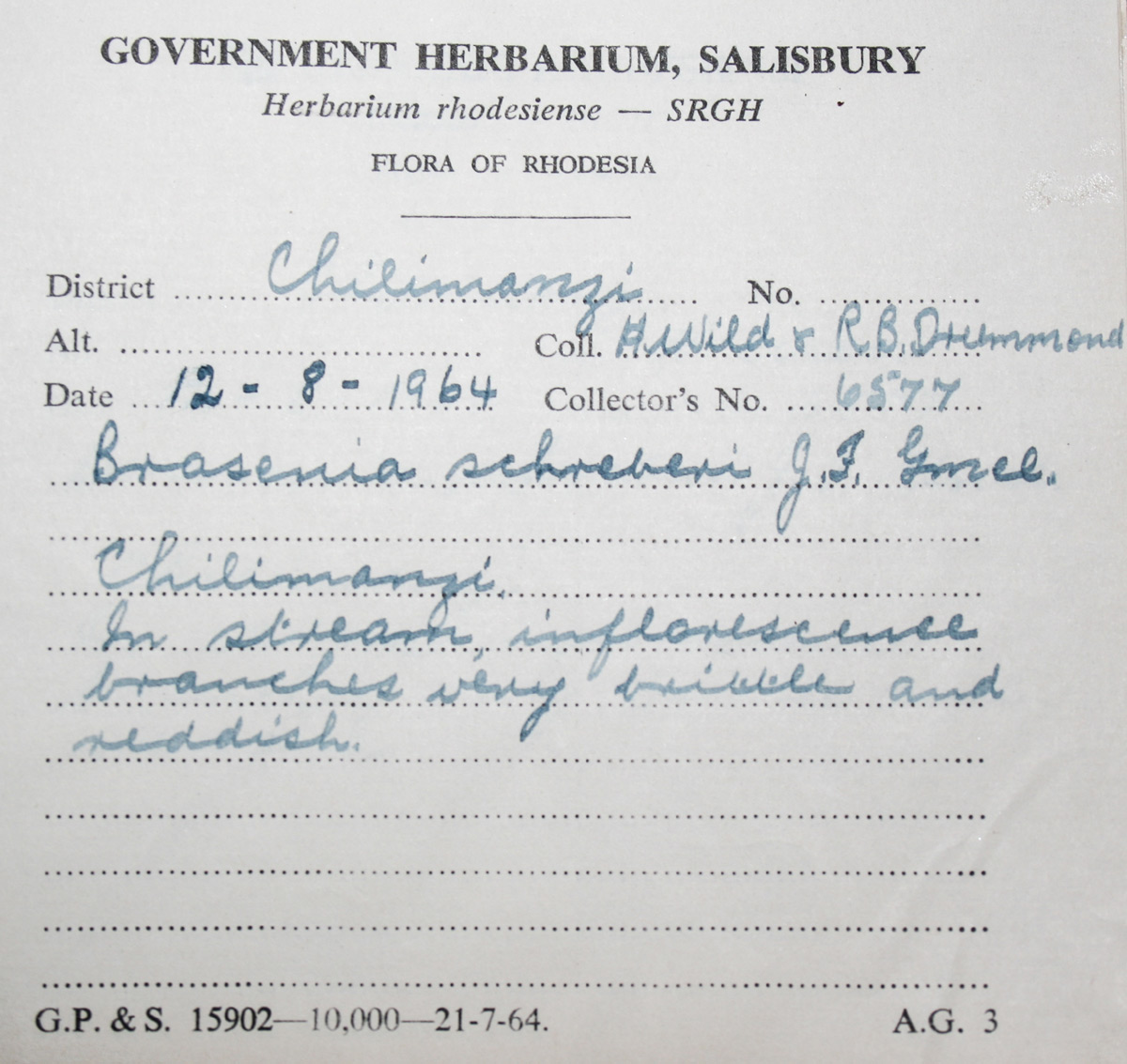 Brasenia schreberi Brasenia schreberi