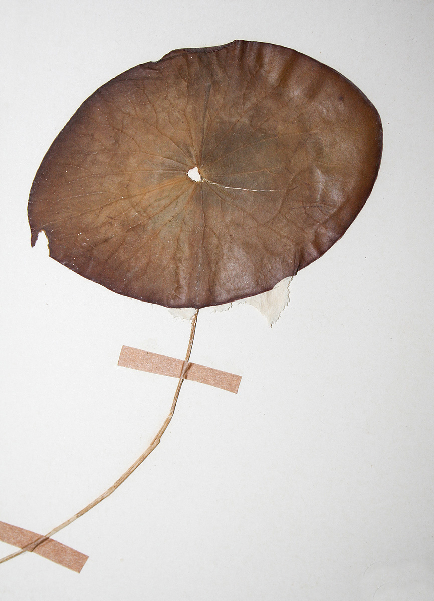 Brasenia schreberi Brasenia schreberi