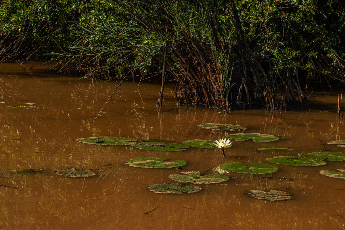 Nymphaea lotus