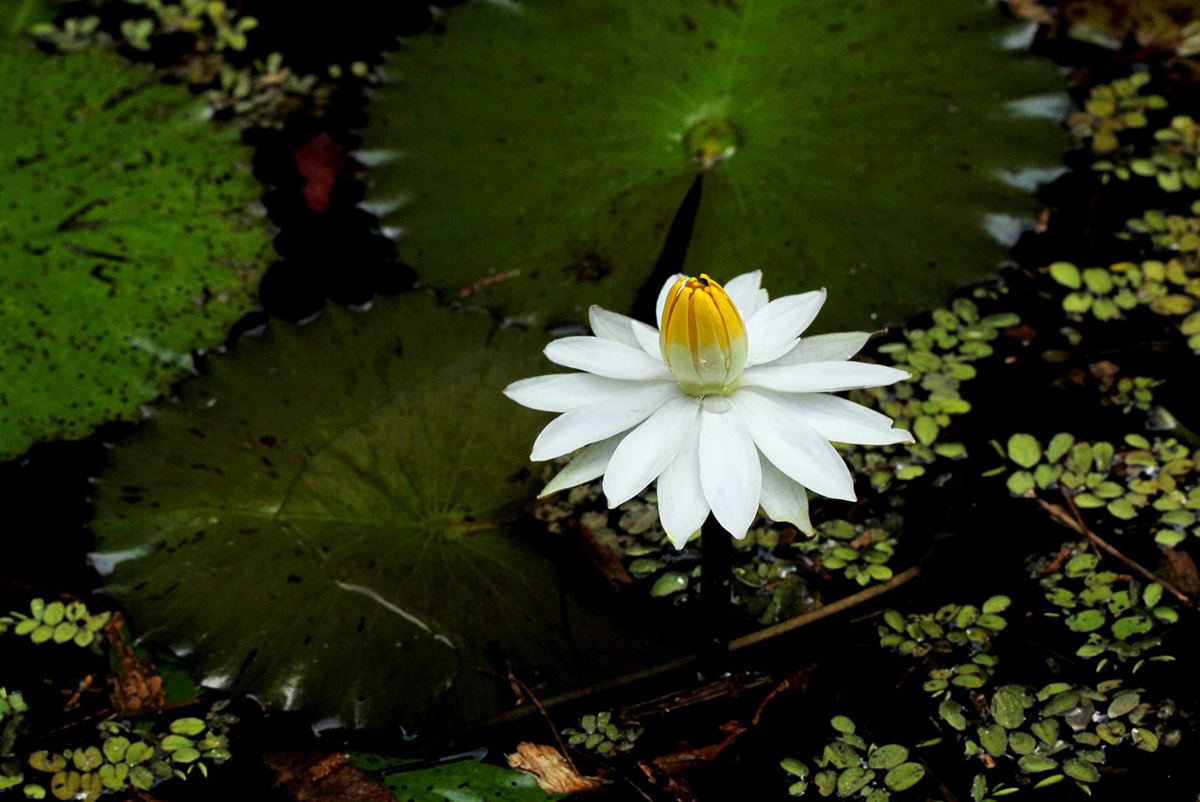 Nymphaea lotus