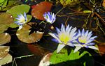 Nymphaea nouchali var. caerulea