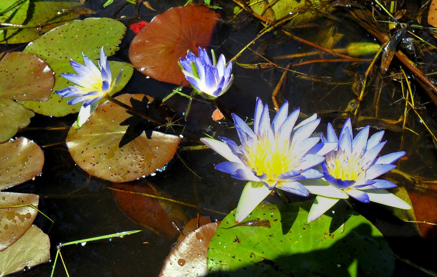Nymphaea nouchali var. caerulea