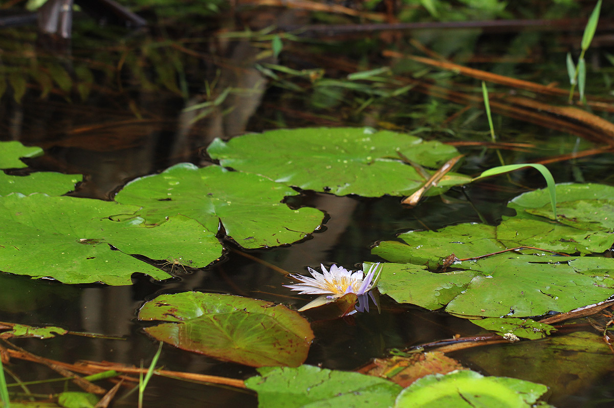 Nymphaea nouchali var. caerulea