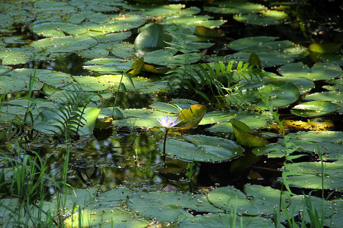 Nymphaea nouchali var. caerulea