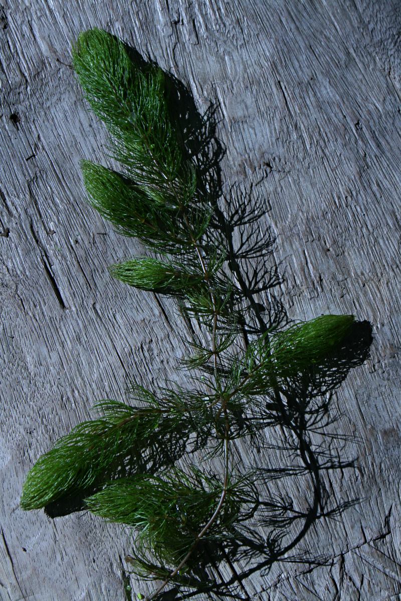 Ceratophyllum demersum var. demersum Ceratophyllum demersum var. demersum