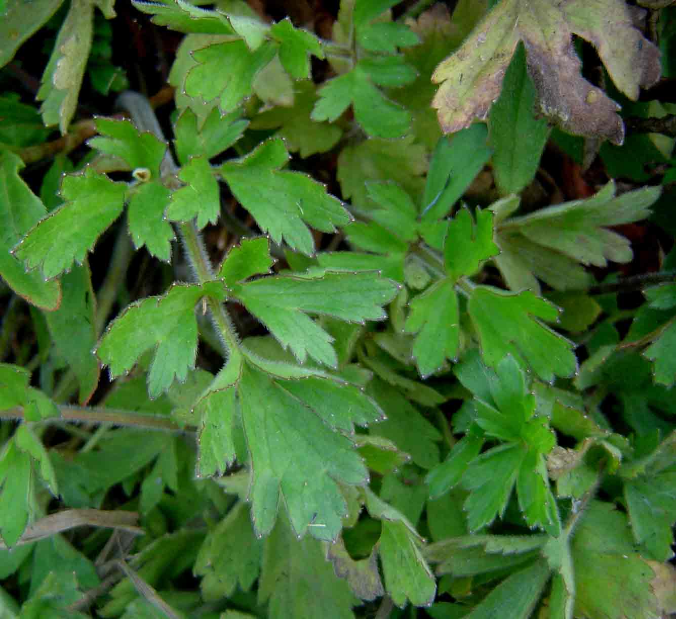 Ranunculus multifidus Ranunculus multifidus