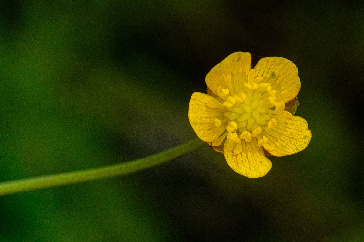 Ranunculus multifidus Ranunculus multifidus