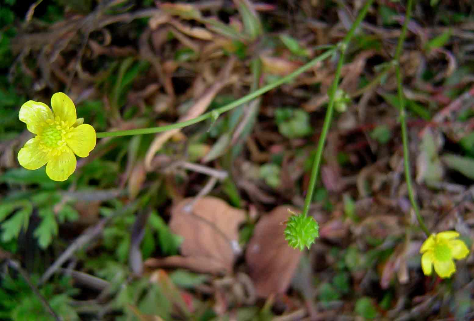 Ranunculus multifidus