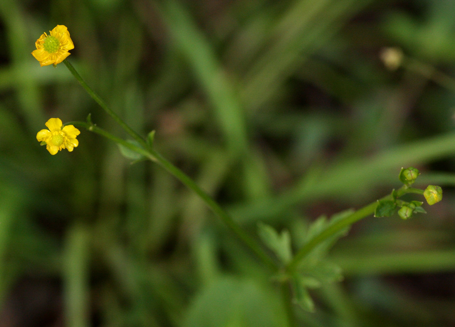 Ranunculus multifidus Ranunculus multifidus