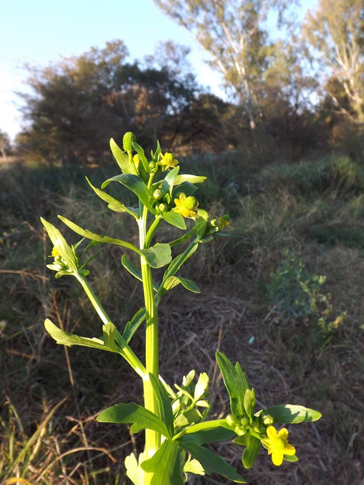 Ranunculus sceleratus Ranunculus sceleratus