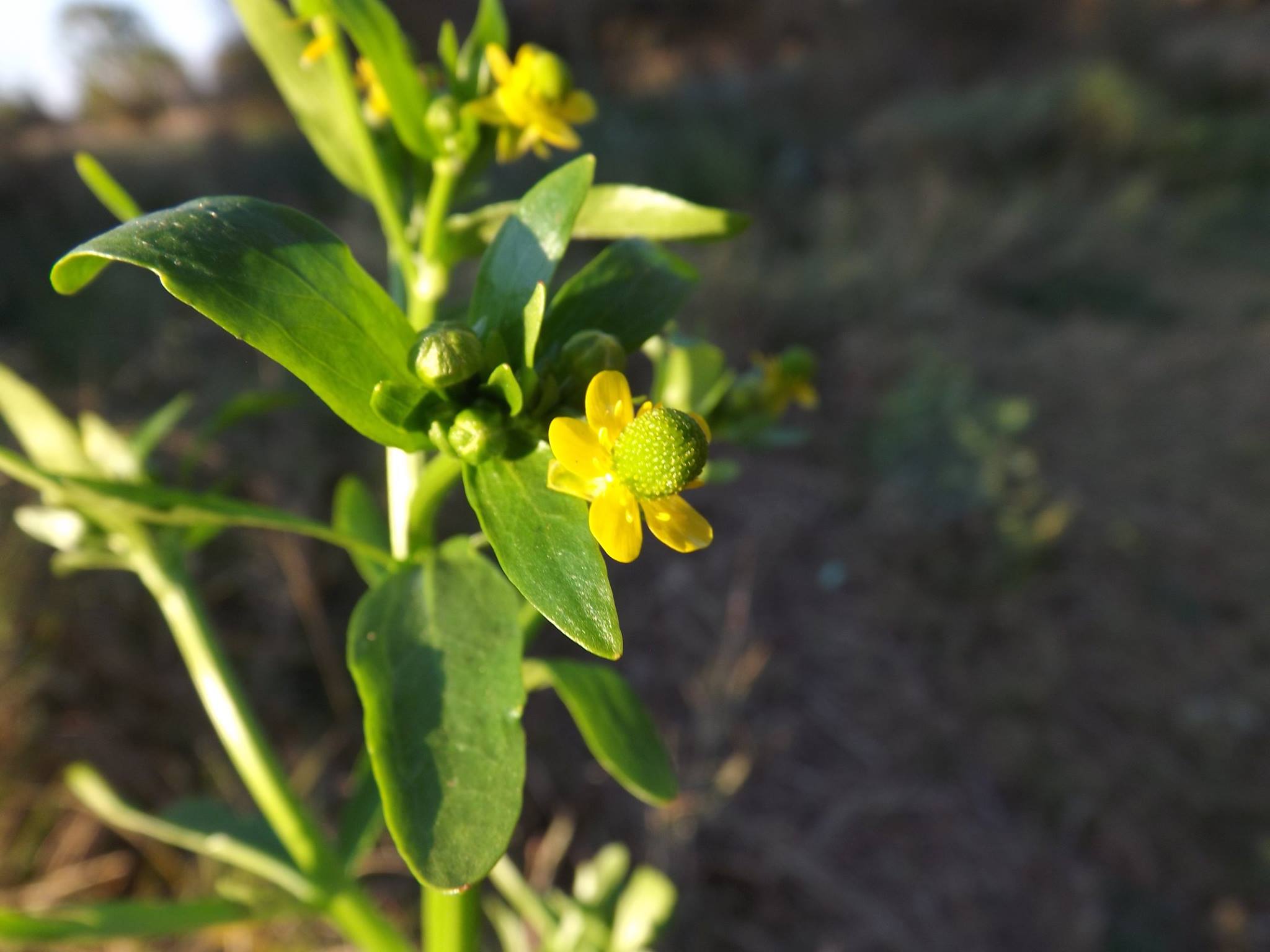 Ranunculus sceleratus