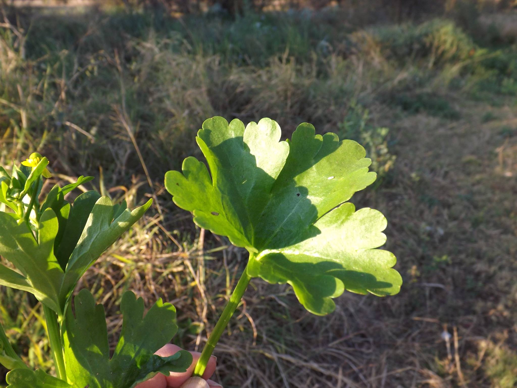 Ranunculus sceleratus Ranunculus sceleratus