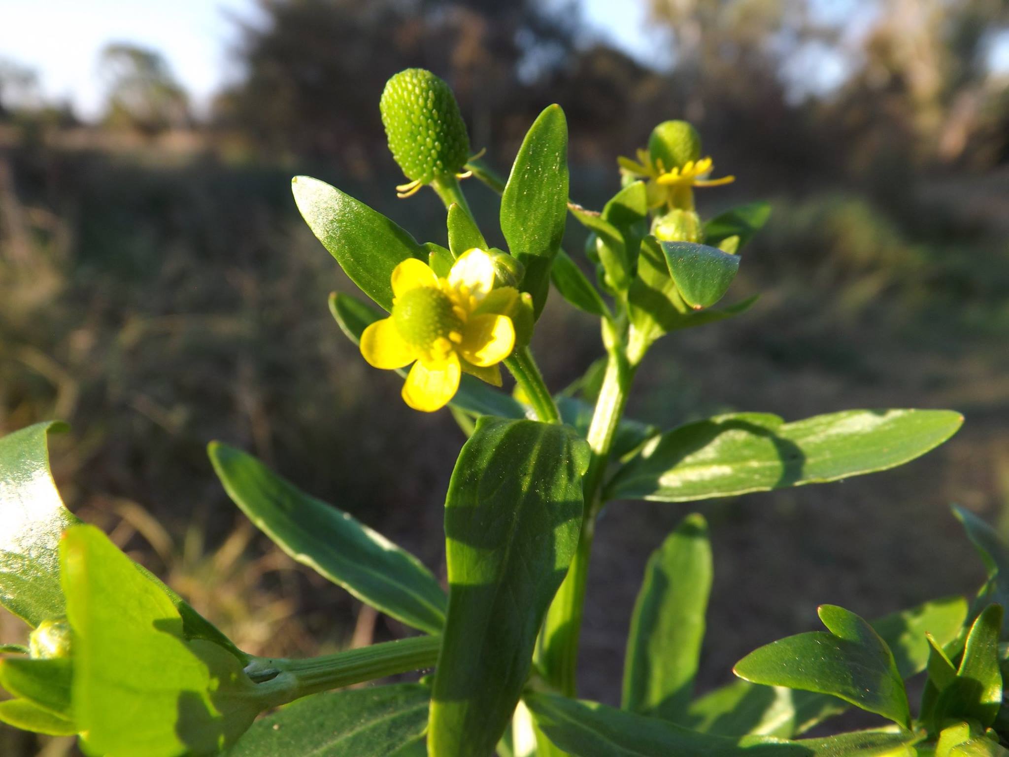 Ranunculus sceleratus Ranunculus sceleratus