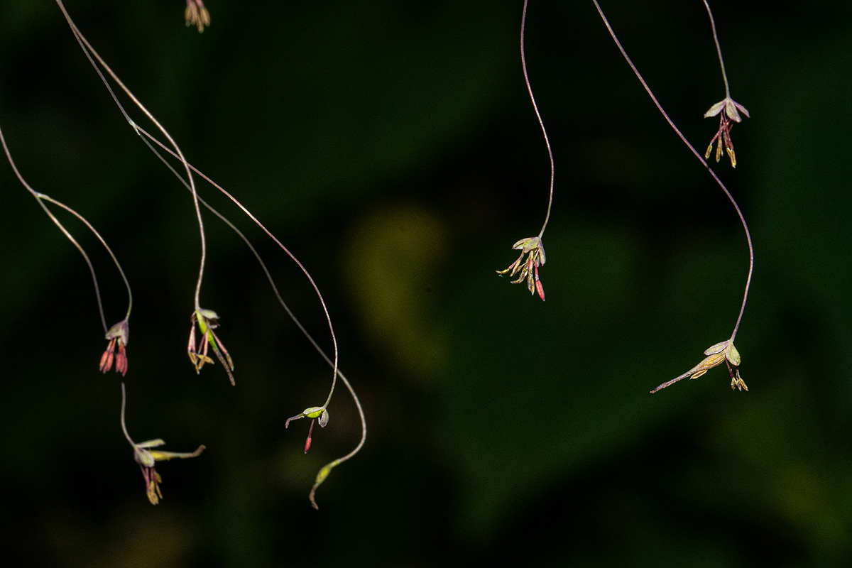 Thalictrum rhynchocarpum
